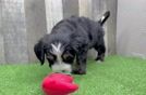 Mini Bernedoodle Pup Being Cute