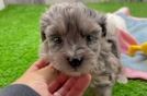 Adorable Mini Australian Shepherd X Poodle Mix Poodle Mix Puppy