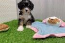 Mini Bernedoodle Puppy for Adoption