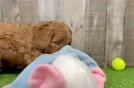 Petite Cavapoo Poodle Mix Pup