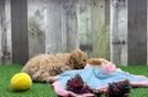 Meet Zillow - our Maltipoo Puppy Video