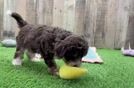 Energetic Aussie Poo Poodle Mix Puppy