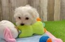 Best Maltese Baby