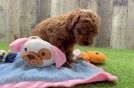 Happy Mini Goldendoodle Baby