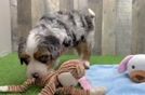 Mini Bernedoodle Pup Being Cute