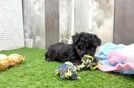 Small Yorkie Poo Baby