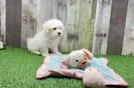 Maltese Pup Being Cute
