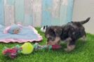 Cute Yorkie Poo Baby