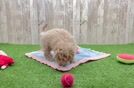 Petite Maltipoo Poodle Mix Pup