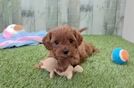 Playful Cavapoodle Poodle Mix Puppy