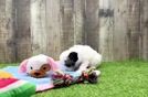 Akc Registered Poodle Purebred Pup