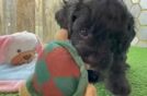 Best Cavapoo Baby