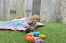 Maltipoo Puppy for Adoption