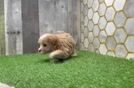 Meet Alfredo - our Maltipoo Puppy Video