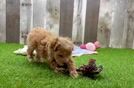 Little Multipoo Poodle Mix Puppy