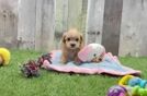 Maltipoo Pup Being Cute