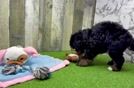 Mini Bernedoodle Puppy for Adoption