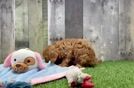 Adorable Cavalier King Charles Spaniel and Poodle Mix Poodle Mix Puppy