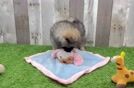 Popular Pomeranian Purebred Pup