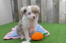 Mini Aussiedoodle Pup Being Cute