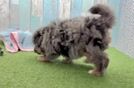 Mini Pomskydoodle Puppy for Adoption