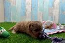 Popular Cavapoo Poodle Mix Pup