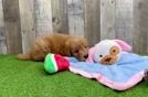Mini Goldendoodle Pup Being Cute