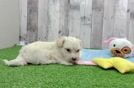 Best Maltipoo Baby