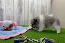Pomeranian Puppy for Adoption