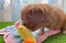 Cavapoo Puppy for Adoption