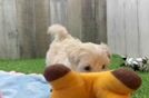 Maltipoo Pup Being Cute