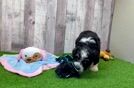Meet Angela - our Mini Aussiedoodle Puppy Video