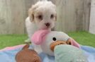 Best Cavapoo Baby
