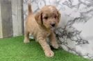 Hypoallergenic Mini Goldiepoo Poodle Mix Puppy