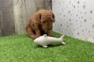 Best Mini Goldendoodle Baby