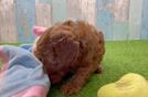 Playful Cavapoodle Poodle Mix Puppy