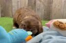 Little Shihpoo Poodle Mix Puppy