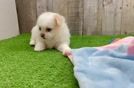 Best Shih Pom Baby