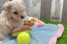 Funny Maltipoo Poodle Mix Pup