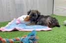 Popular Shih Poo Poodle Mix Pup