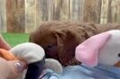 Cavapoo Pup Being Cute