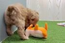 Meet Carhartt - our Mini Goldendoodle Puppy Video