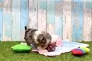 Mini Aussiedoodle Pup Being Cute