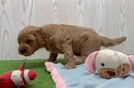 Mini Goldendoodle Puppy for Adoption