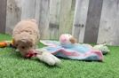 Maltipoo Puppy for Adoption