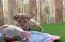 Energetic Maltidoodle Poodle Mix Puppy