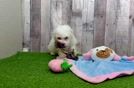 Funny Bichon Frise Purebred Pup