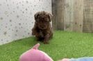 Little Poodle Baby