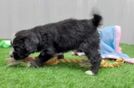 Best Mini Bernedoodle Baby