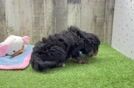 Meet Prime - our Cavapoo Puppy Video